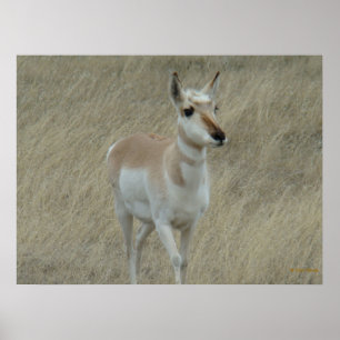 Affiches A17 Young Pronghorn Antelope