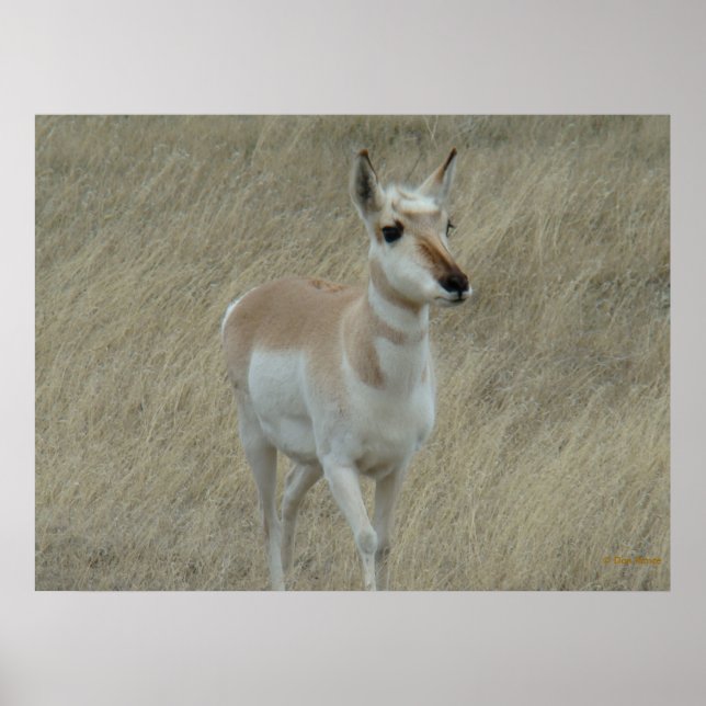 Affiches A17 Young Pronghorn Antelope (Devant)