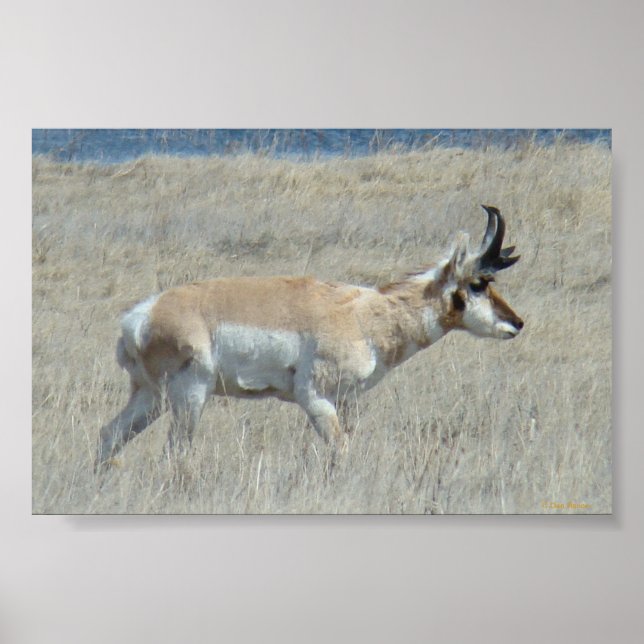 Affiches A25 Pronghorn Antelope Buck (Devant)