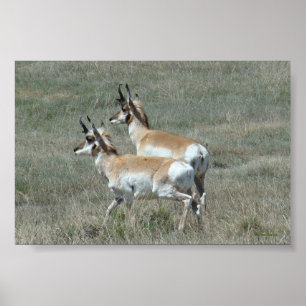 Affiches A27 Pronghorn Antelope Young Bucks