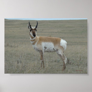 Affiches A28 Pronghorn Antelope Young Buck