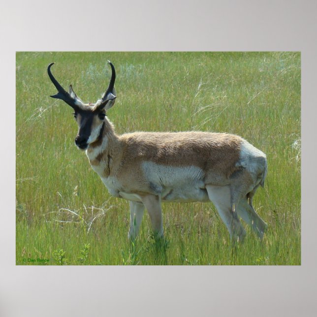 Affiches A36 Pronghorn Antelope (Devant)