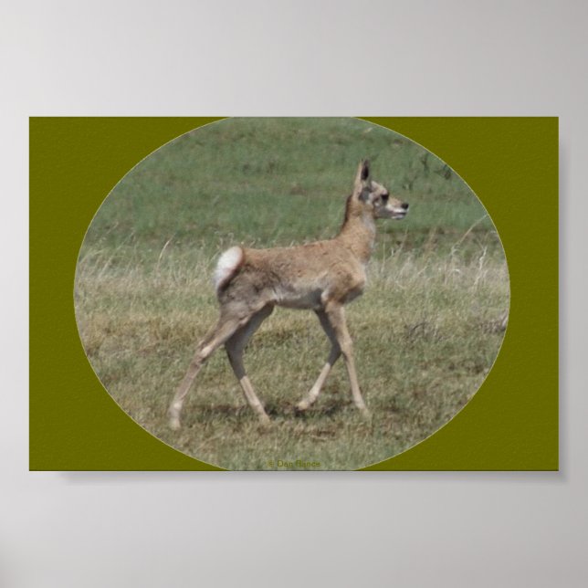Affiches A42 Baby Pronghorn Antelope (Devant)