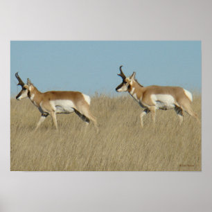 Affiches A45 Pronghorn Antelope Bucks