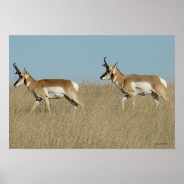 Affiches A45 Pronghorn Antelope Bucks (Devant)