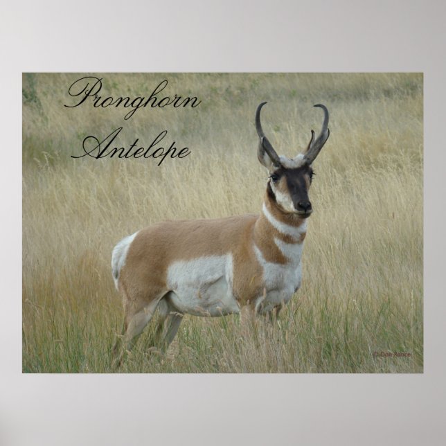 Affiches A8 Pronghorn Antelope (Devant)
