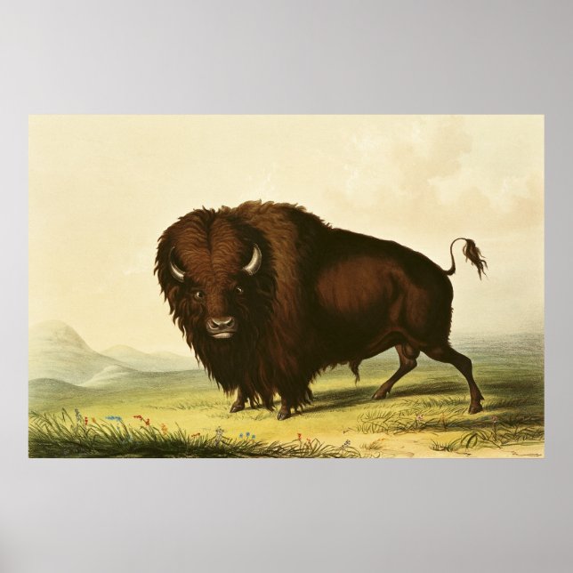Affiches A Bison, vers 1832 (Devant)