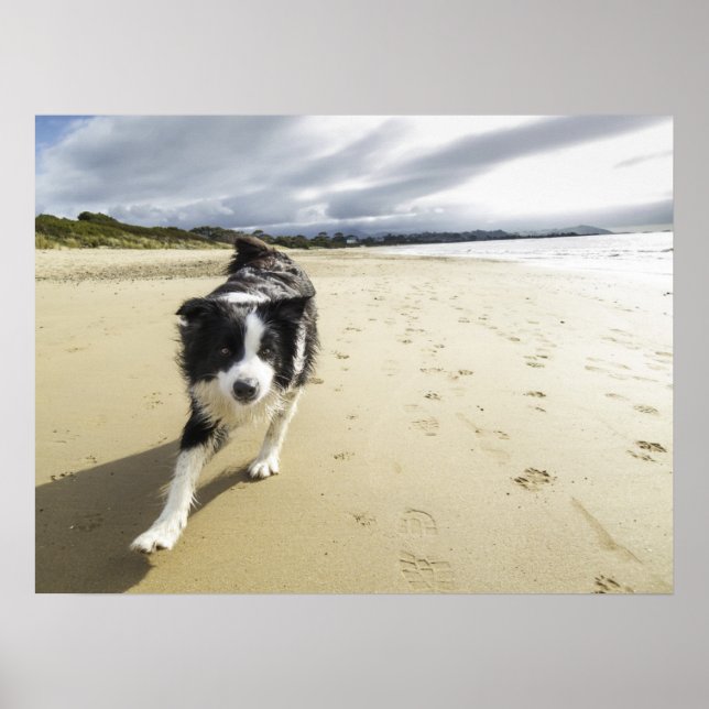 Affiches A Border Collie Dog Running (Devant)