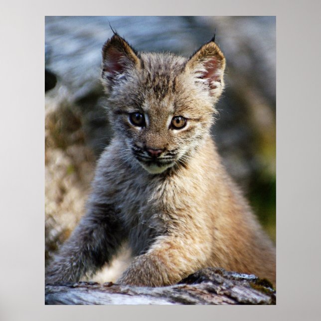 Affiches A Cute Little Canadian Lynx Kitten (Devant)