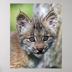 Affiches A Cute Little Canadian Lynx Kitten