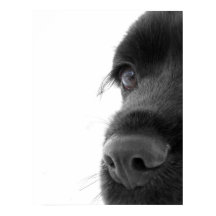 À l'âme - Cocker au chocolat Portrait espagnol