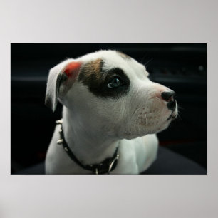 Affiches À l'os de pitbull de chiot