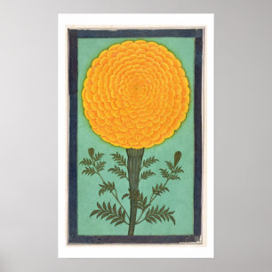 Affiches A Marigold, de l'album Small Clive (avec c/c sur p