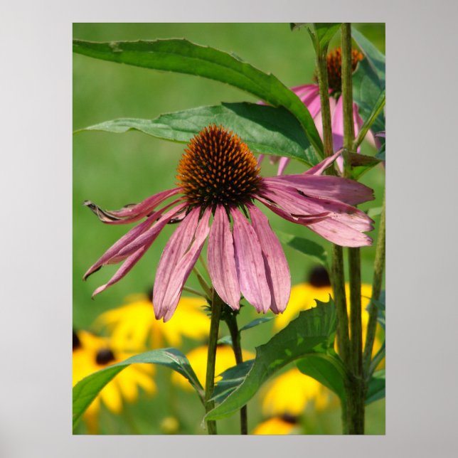 Affiches À mesure que le jardin grandit (Devant)