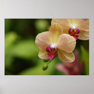 Affiches A nice couple