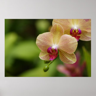 Affiches A nice couple