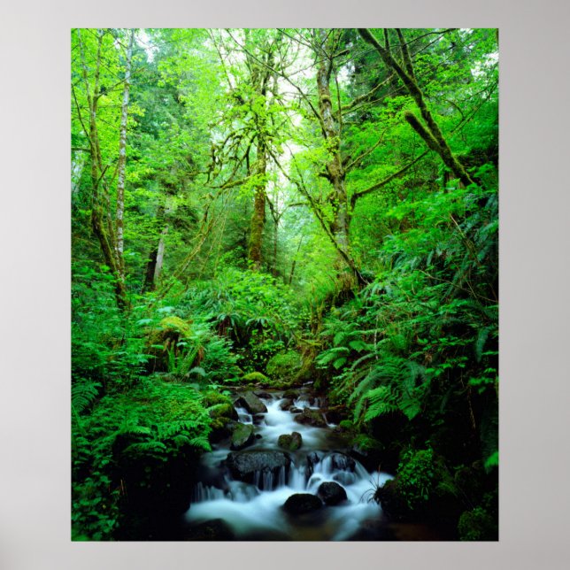 Affiches A stream en old-growth forest (Devant)