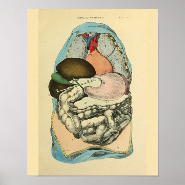 Affiches Abdominal Organs Human Anatomy Art Print (Devant)