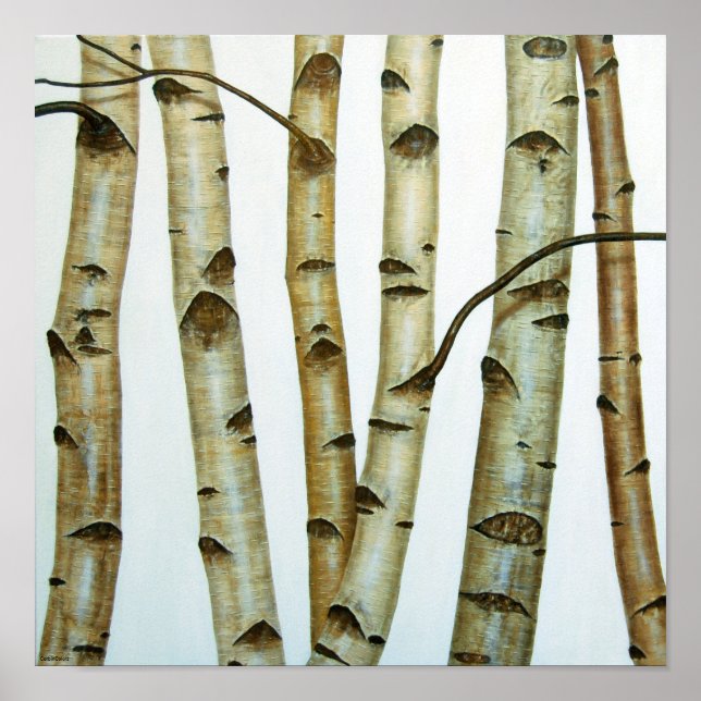 Affiches Abedules Blancos (Devant)