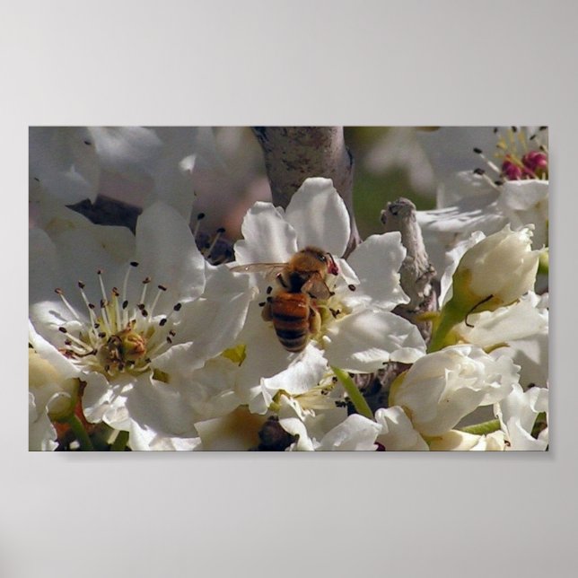 Affiches abeille (Devant)