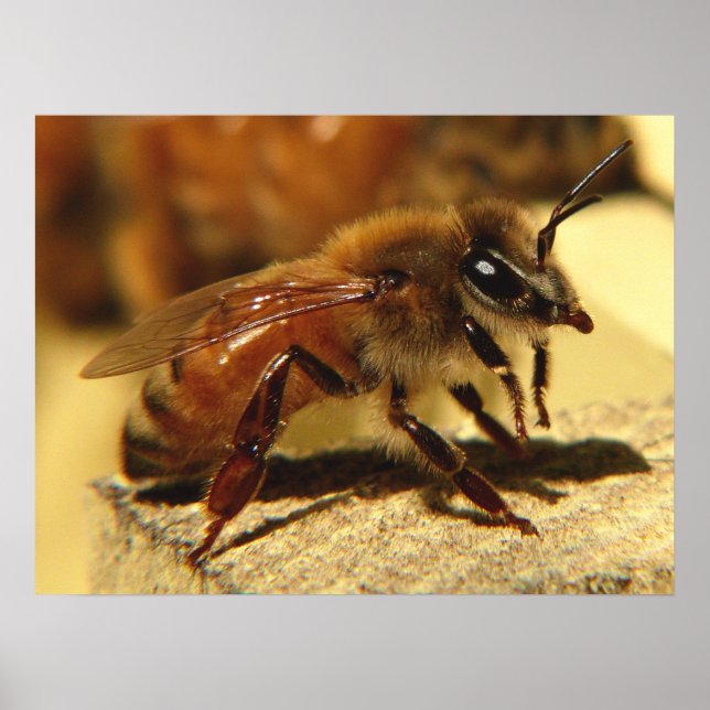 Affiches abeille (Devant)