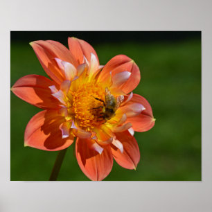 Affiches Abeille de miel sur dahlia orange