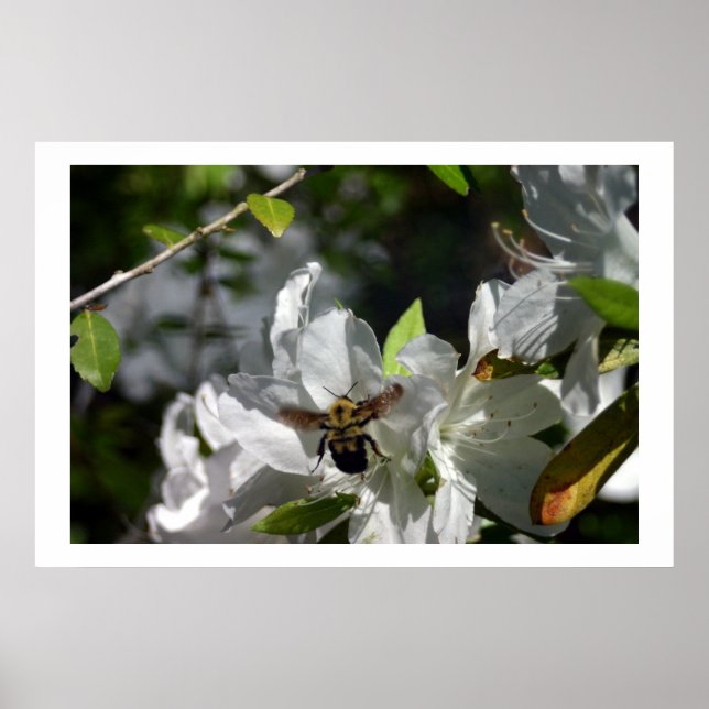 Affiches Abeille en ruines (Devant)