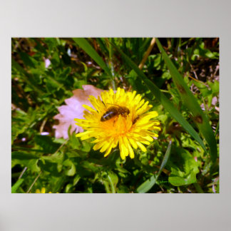 Affiches Abeille et pissenlit