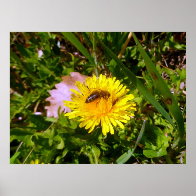 Affiches Abeille et pissenlit (Devant)