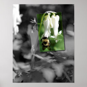 Affiches Abeille sur la couleur partielle de la fleur de co