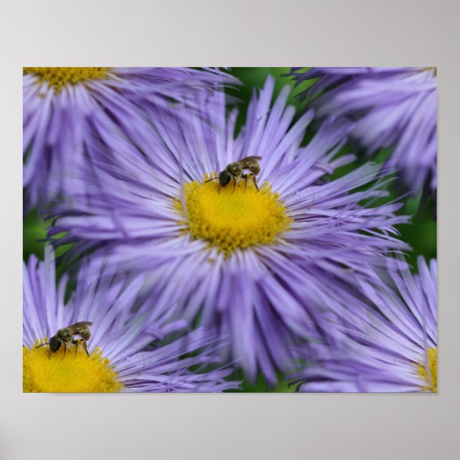Affiches Abeille Sur Les Fleurs Violettes Nature (Devant)