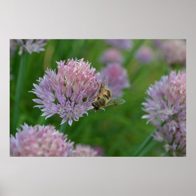 Affiches Abeille sur une fleur (Devant)