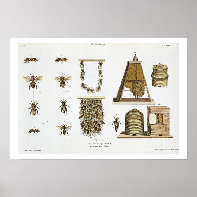 Affiches Abeilles et apiculture, de "The Young Landsman", p (Devant)