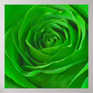 Affiches Abstrait Emerald Green Rose Center Photographie
