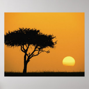 Affiches Acacia unique silhouette au lever du soleil, Masai