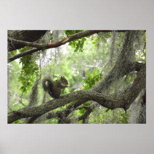 Affiches Accumulez dans l'arbre 40" X 27"