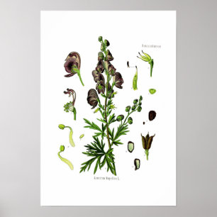 Affiches Aconitum napellus