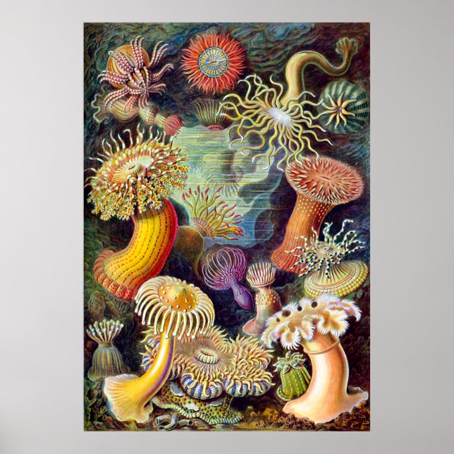 Affiches Actiniae illustration peinture Germa Ernst Haeckel (Devant)