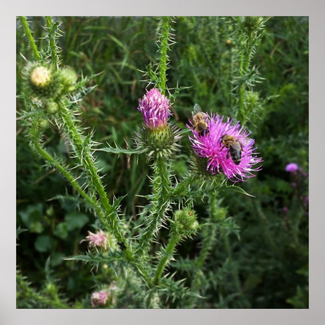 Affiches Activité estivale (Devant)