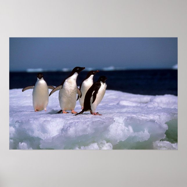 Affiches Adelie Penguins (Devant)