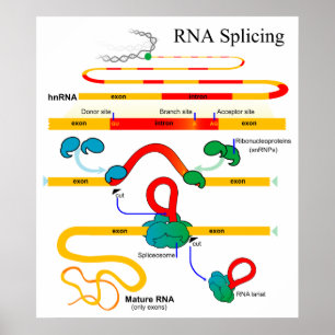 Affiches ADN épisser biologie moléculaire Diagramme génétiq