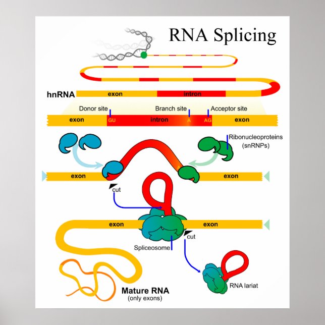 Affiches ADN épisser biologie moléculaire Diagramme génétiq (Devant)