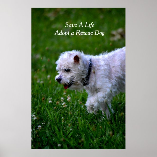 Affiches Adopt a rescue dog poster/poodle (Devant)