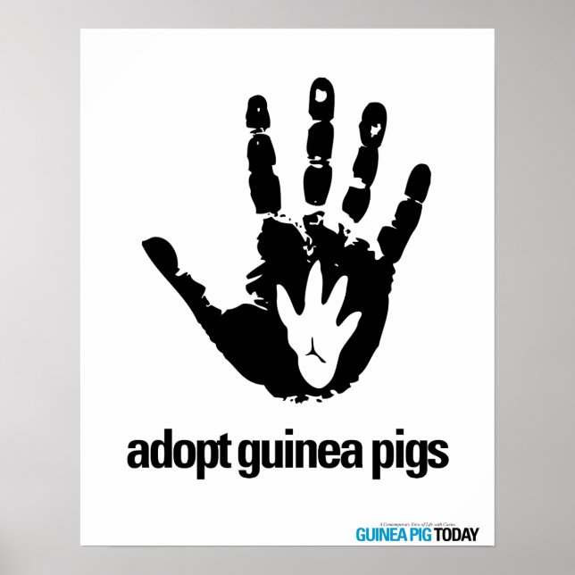 Affiches Adoptez l'affiche des cochons de Guinée - Cochon d (Devant)