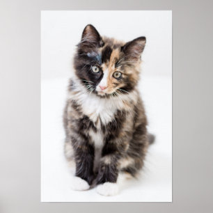 Affiches Adorable Calico Kitten