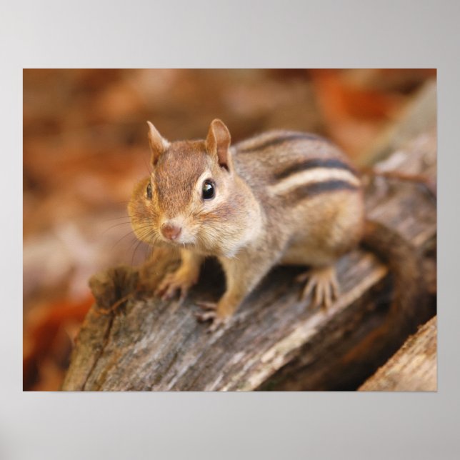 Affiches Adorable chipmunk (Devant)
