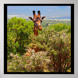 Affiches Adorable Giraffe Poking His Head Above The Trees