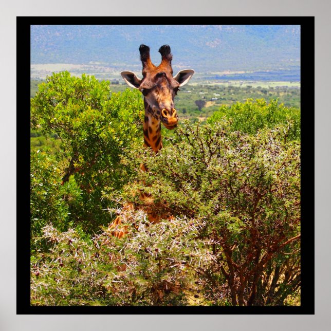 Affiches Adorable Giraffe Poking His Head Above The Trees (Devant)