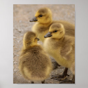 Affiches Adorable Groupe d'oies de bébé flou de 3