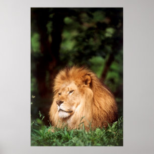 Affiches Adult male Lion